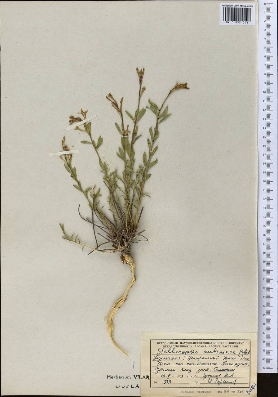 Diarthron antoninae (Pobed.) Kit Tan, Middle Asia, Kopet Dag, Badkhyz, Small & Great Balkhan (M1) (Turkmenistan)