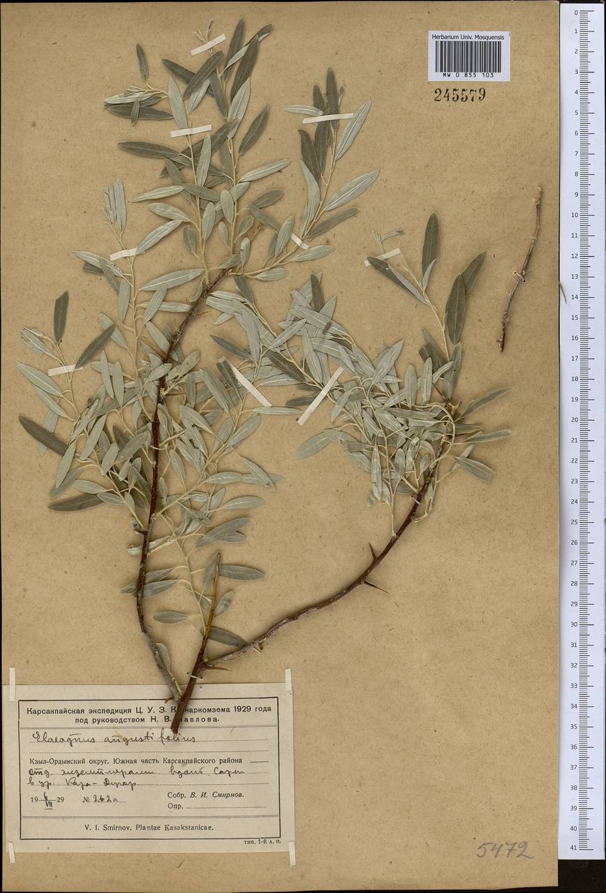 Elaeagnus angustifolia, Middle Asia, Muyunkumy, Balkhash & Betpak-Dala (M9) (Kazakhstan)
