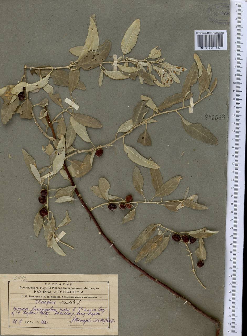 Elaeagnus angustifolia L., Middle Asia, Pamir & Pamiro-Alai (M2) (Tajikistan)