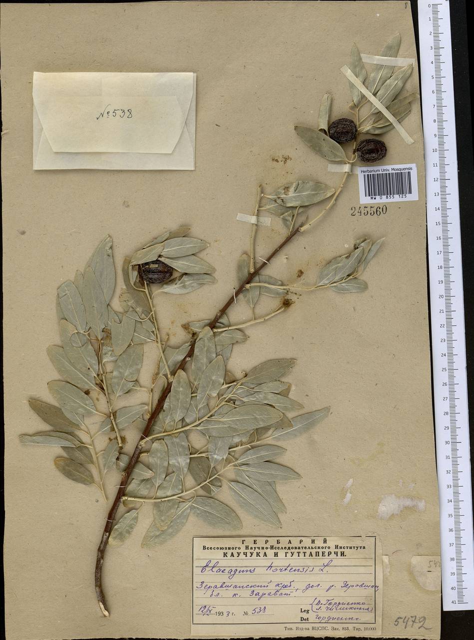 Elaeagnus angustifolia L., Middle Asia, Pamir & Pamiro-Alai (M2) (Tajikistan)