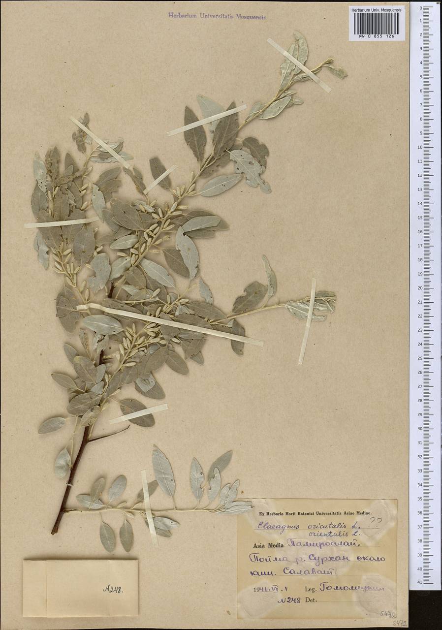 Elaeagnus angustifolia L., Middle Asia, Pamir & Pamiro-Alai (M2) (Uzbekistan)