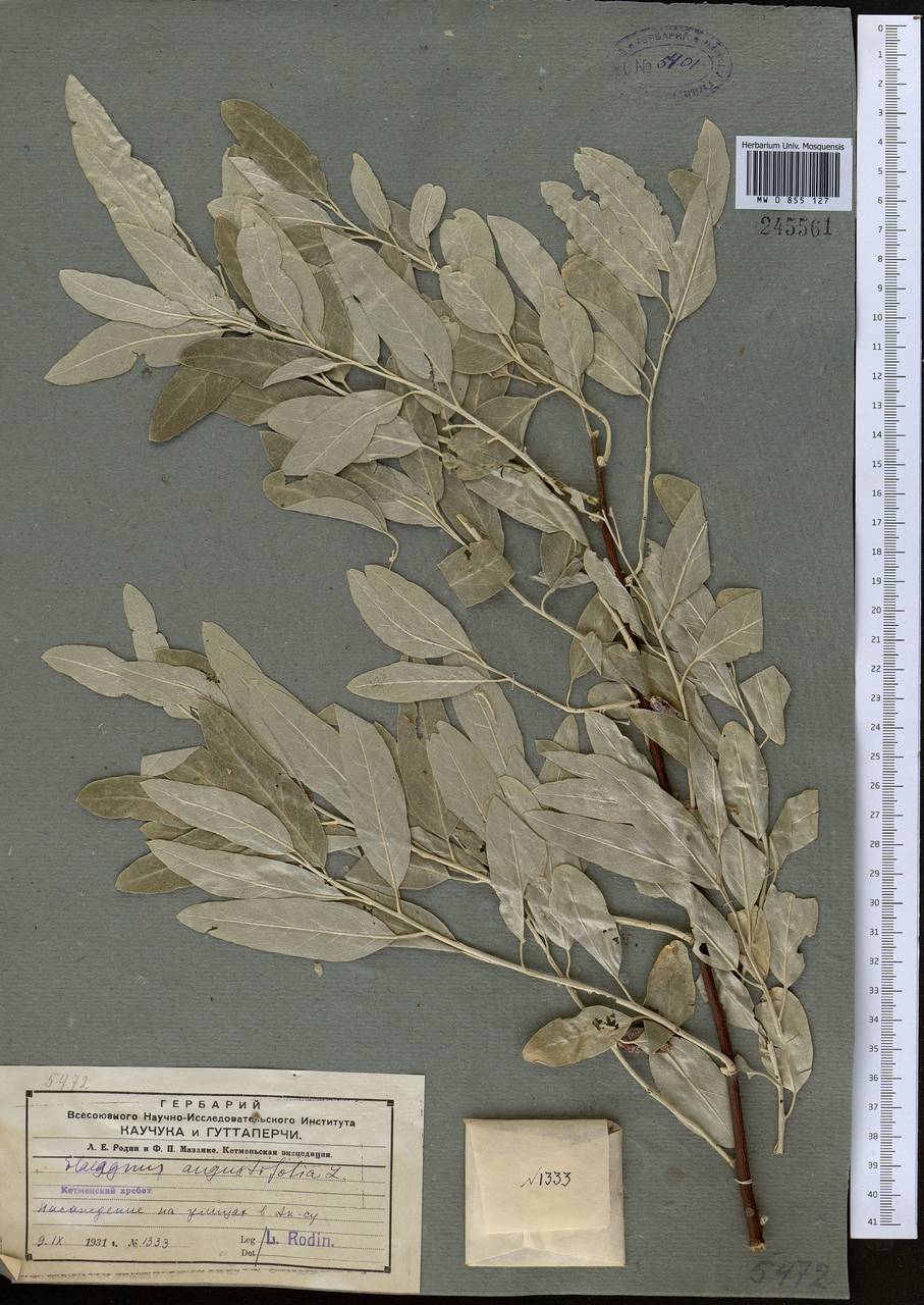 Elaeagnus angustifolia L., Middle Asia, Northern & Central Tian Shan (M4) (Kazakhstan)