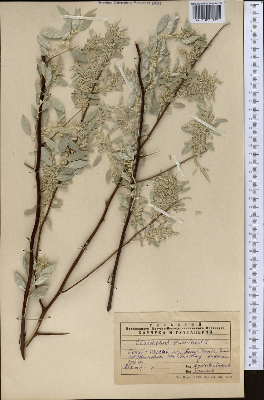 Elaeagnus angustifolia L., Middle Asia, Karakum (M6) (Turkmenistan)