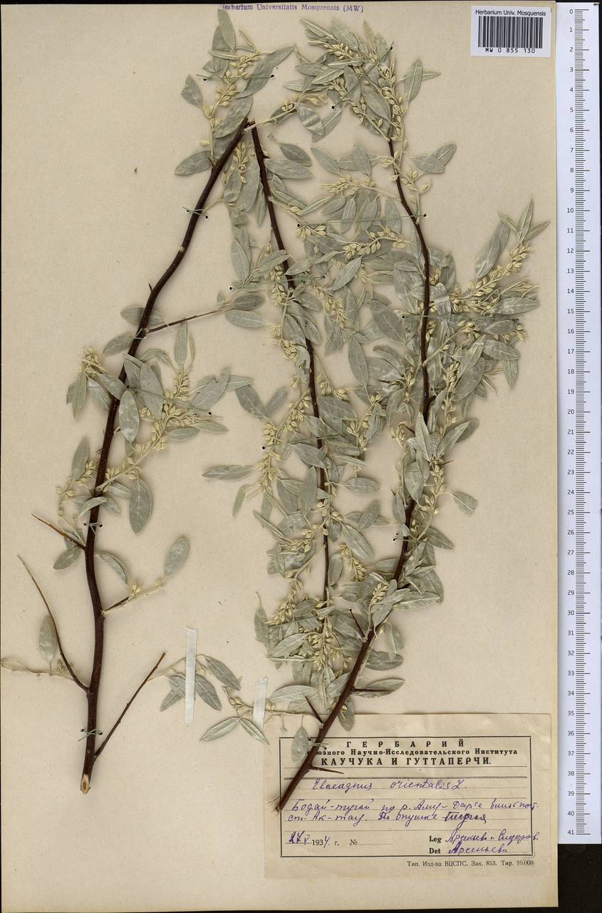 Elaeagnus angustifolia L., Middle Asia, Karakum (M6) (Turkmenistan)