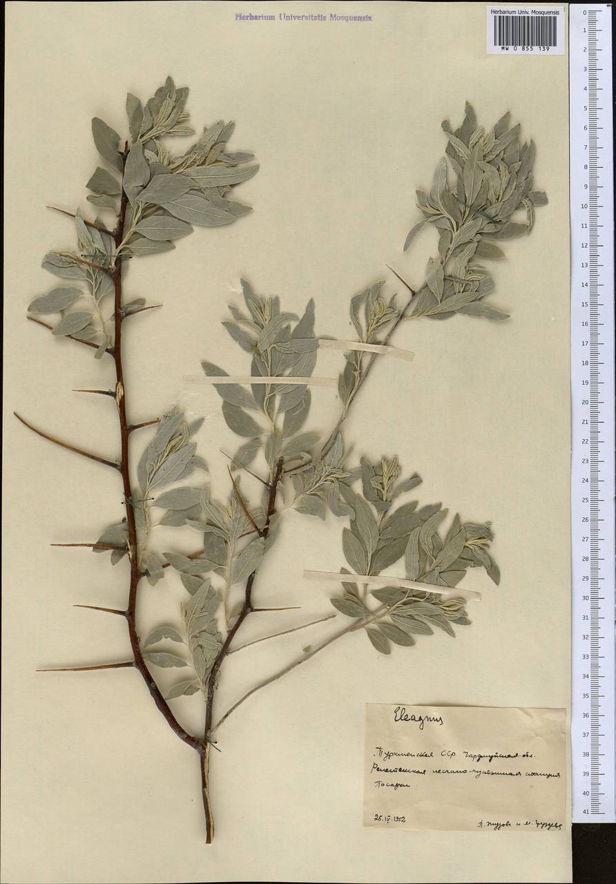 Elaeagnus angustifolia L., Middle Asia, Karakum (M6) (Turkmenistan)