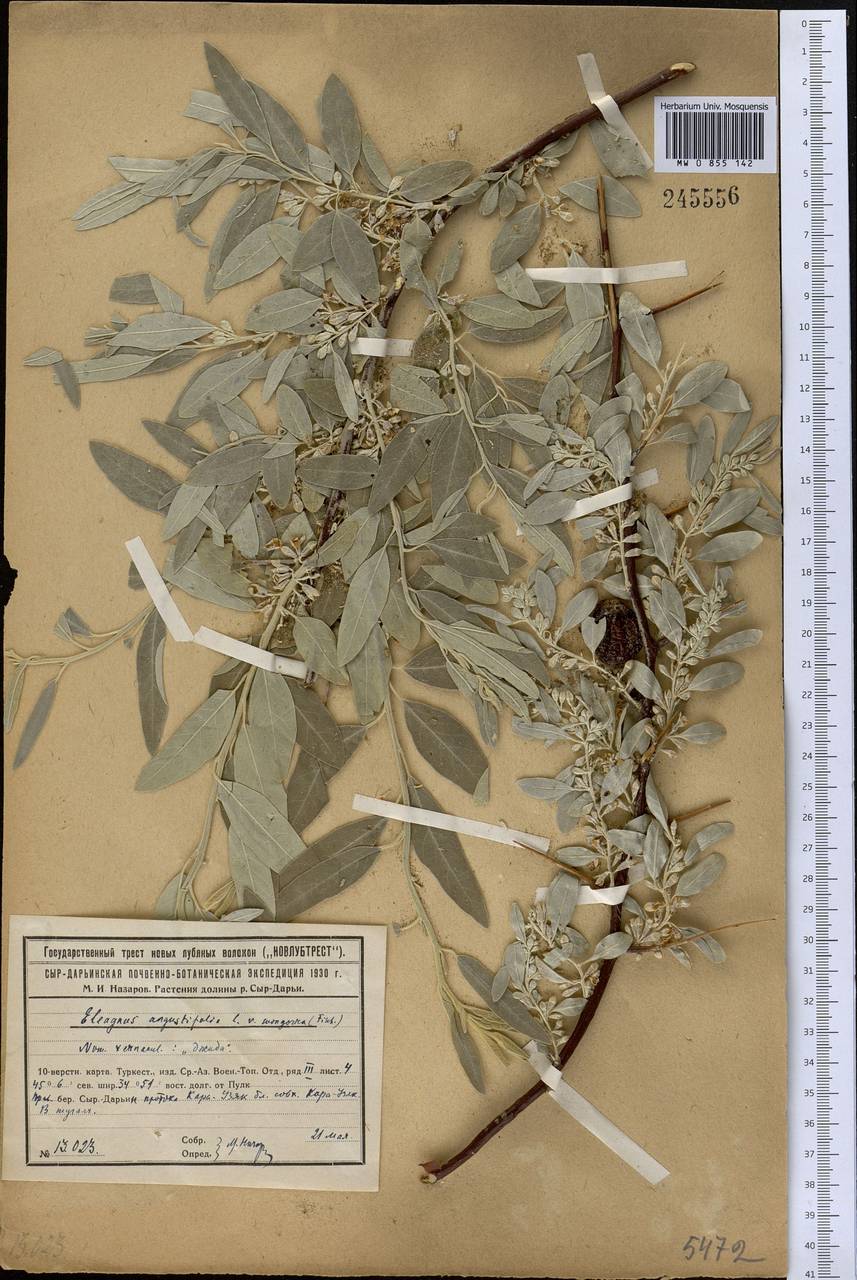 Elaeagnus angustifolia L., Middle Asia, Syr-Darian deserts & Kyzylkum (M7) (Kazakhstan)