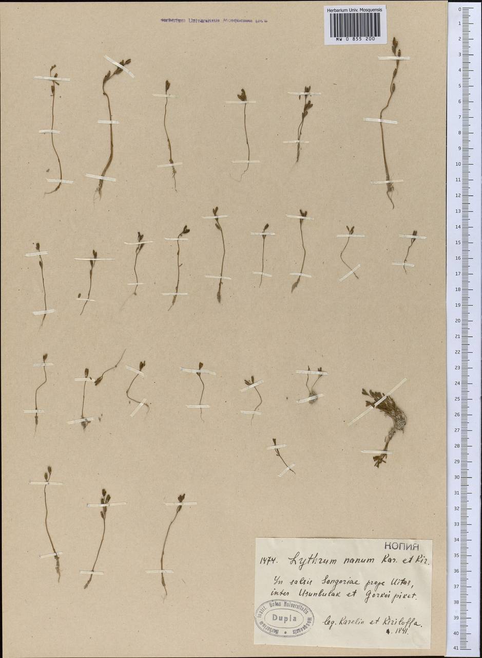 Lythrum nanum Kar. & Kir., Middle Asia, Muyunkumy, Balkhash & Betpak-Dala (M9) (Kazakhstan)