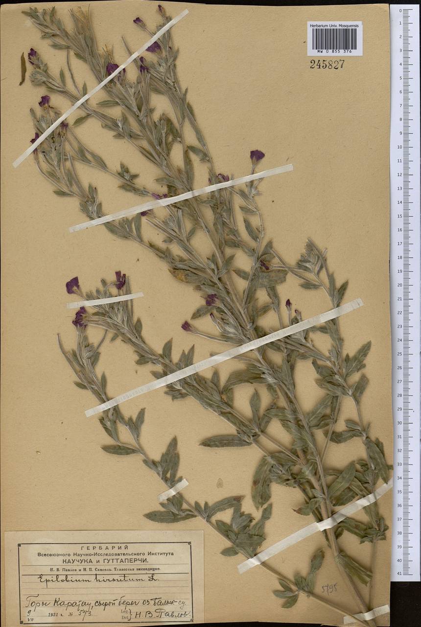 Epilobium hirsutum L., Middle Asia, Western Tian Shan & Karatau (M3) (Kazakhstan)