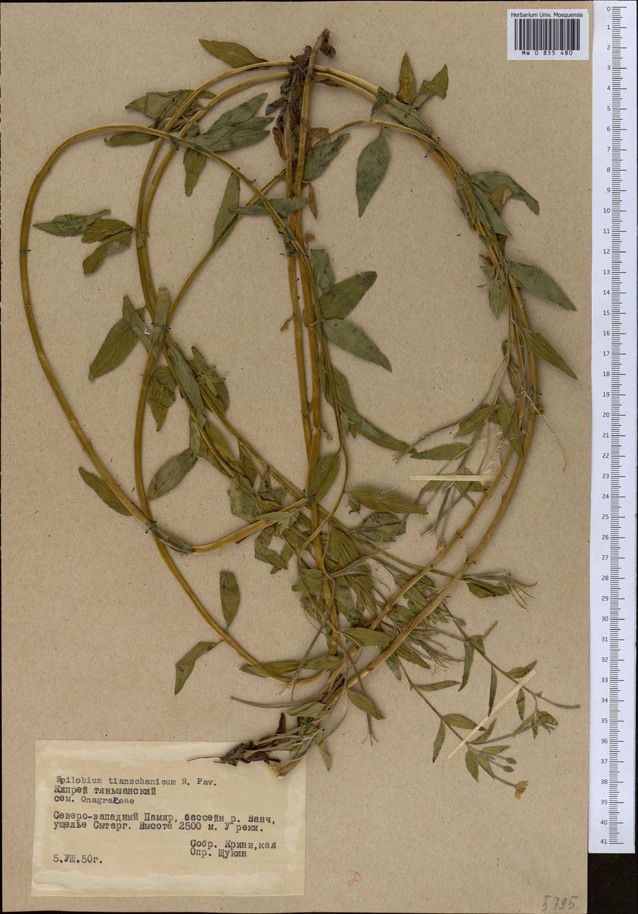 Epilobium cylindricum D. Don, Middle Asia, Pamir & Pamiro-Alai (M2) (Tajikistan)