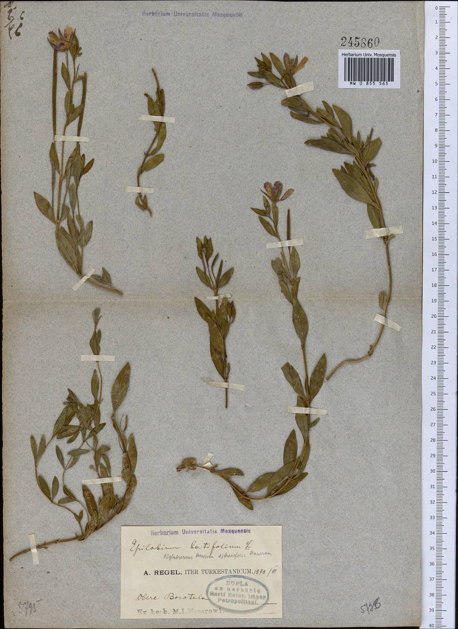 Chamaenerion latifolium (L.) Sweet, South Asia, South Asia (Asia outside ex-Soviet states and Mongolia) (ASIA) (China)
