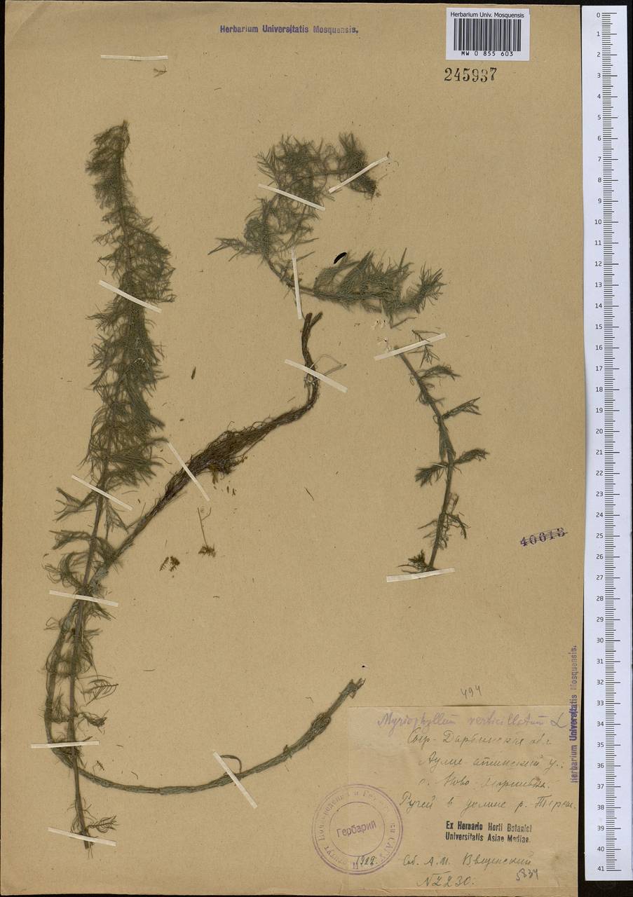 Myriophyllum verticillatum L., Middle Asia, Muyunkumy, Balkhash & Betpak-Dala (M9) (Kazakhstan)