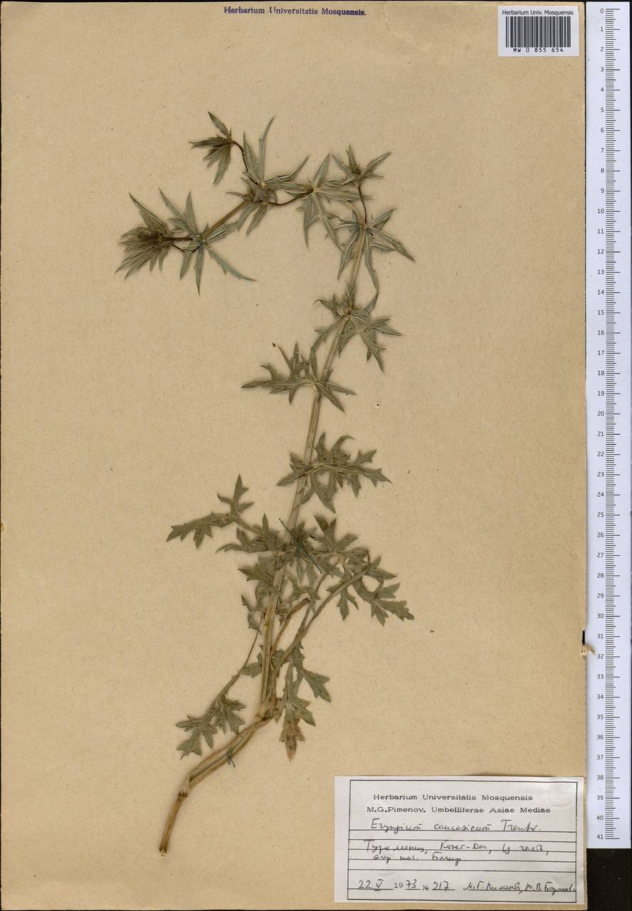 Eryngium caucasicum Trautv., Middle Asia, Kopet Dag, Badkhyz, Small & Great Balkhan (M1) (Turkmenistan)