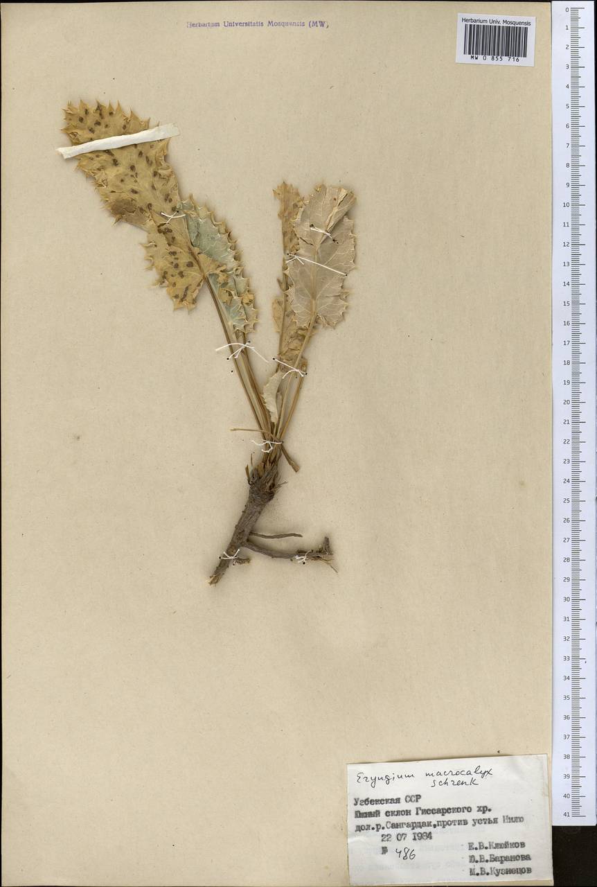 Eryngium macrocalyx Schrenk, Middle Asia, Pamir & Pamiro-Alai (M2) (Uzbekistan)