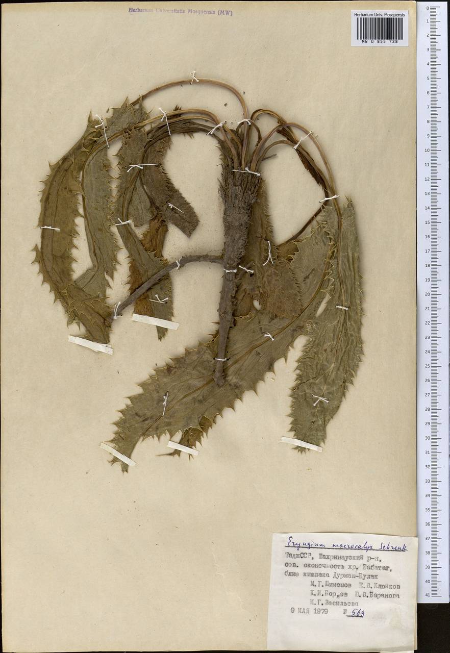 Eryngium macrocalyx Schrenk, Middle Asia, Pamir & Pamiro-Alai (M2) (Tajikistan)