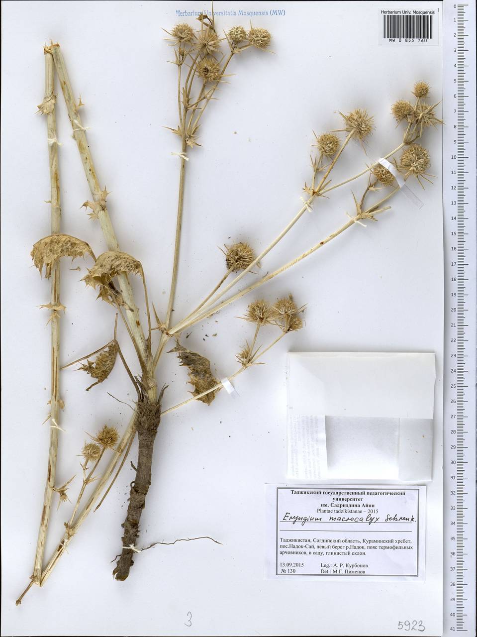 Eryngium macrocalyx Schrenk, Middle Asia, Western Tian Shan & Karatau (M3) (Tajikistan)