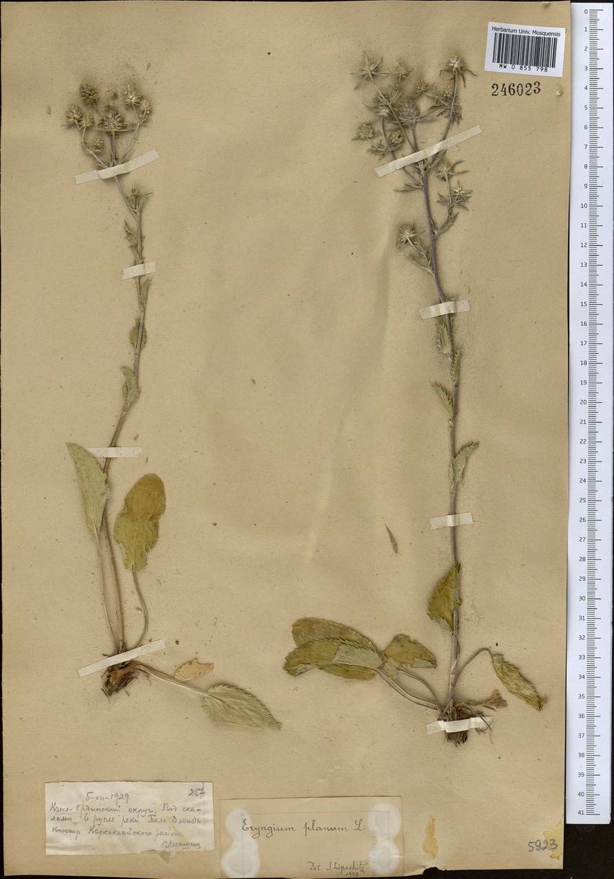 Eryngium planum L., Middle Asia, Muyunkumy, Balkhash & Betpak-Dala (M9) (Kazakhstan)