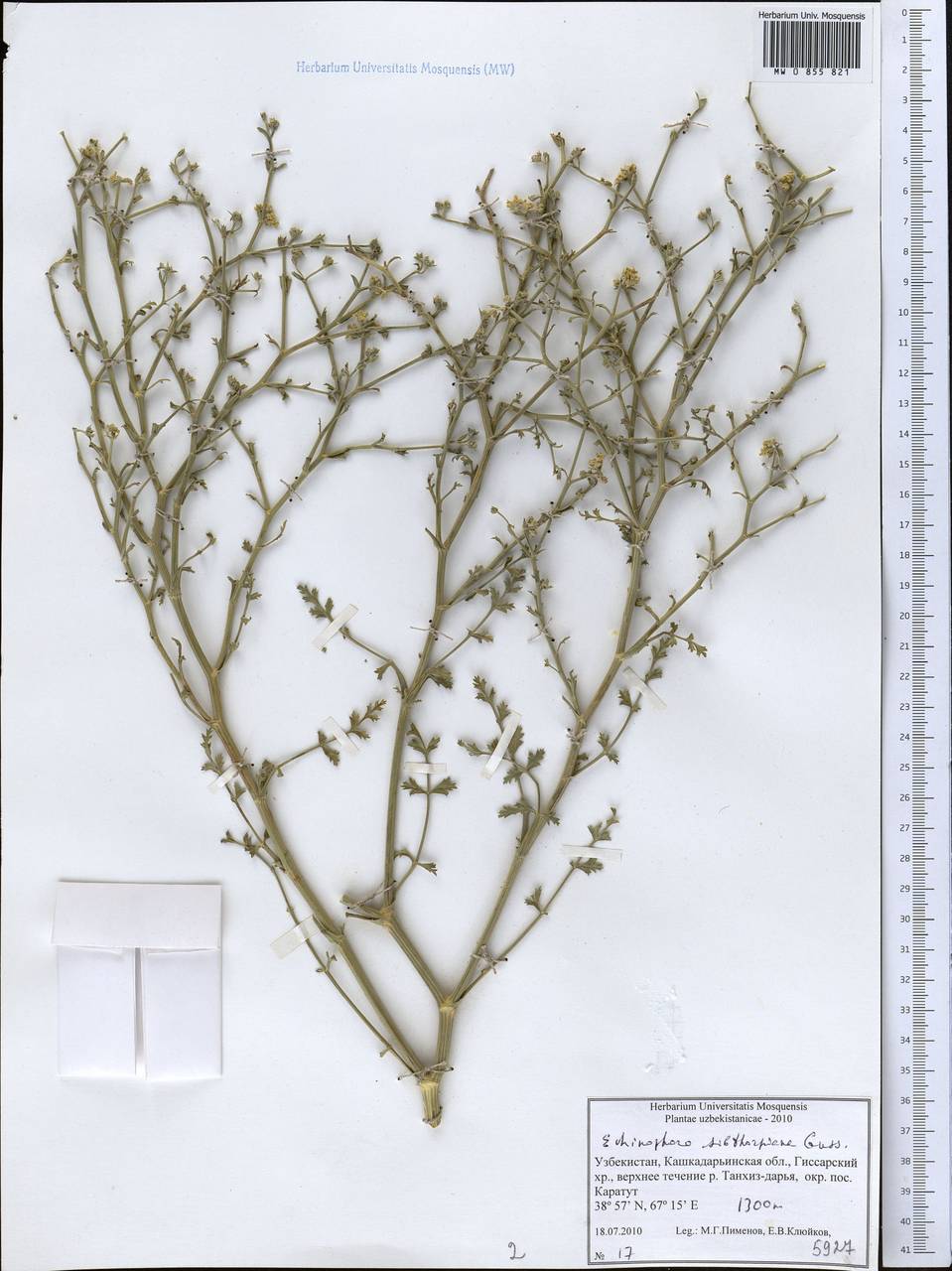 Echinophora sibthorpiana Guss., Middle Asia, Pamir & Pamiro-Alai (M2) (Uzbekistan)