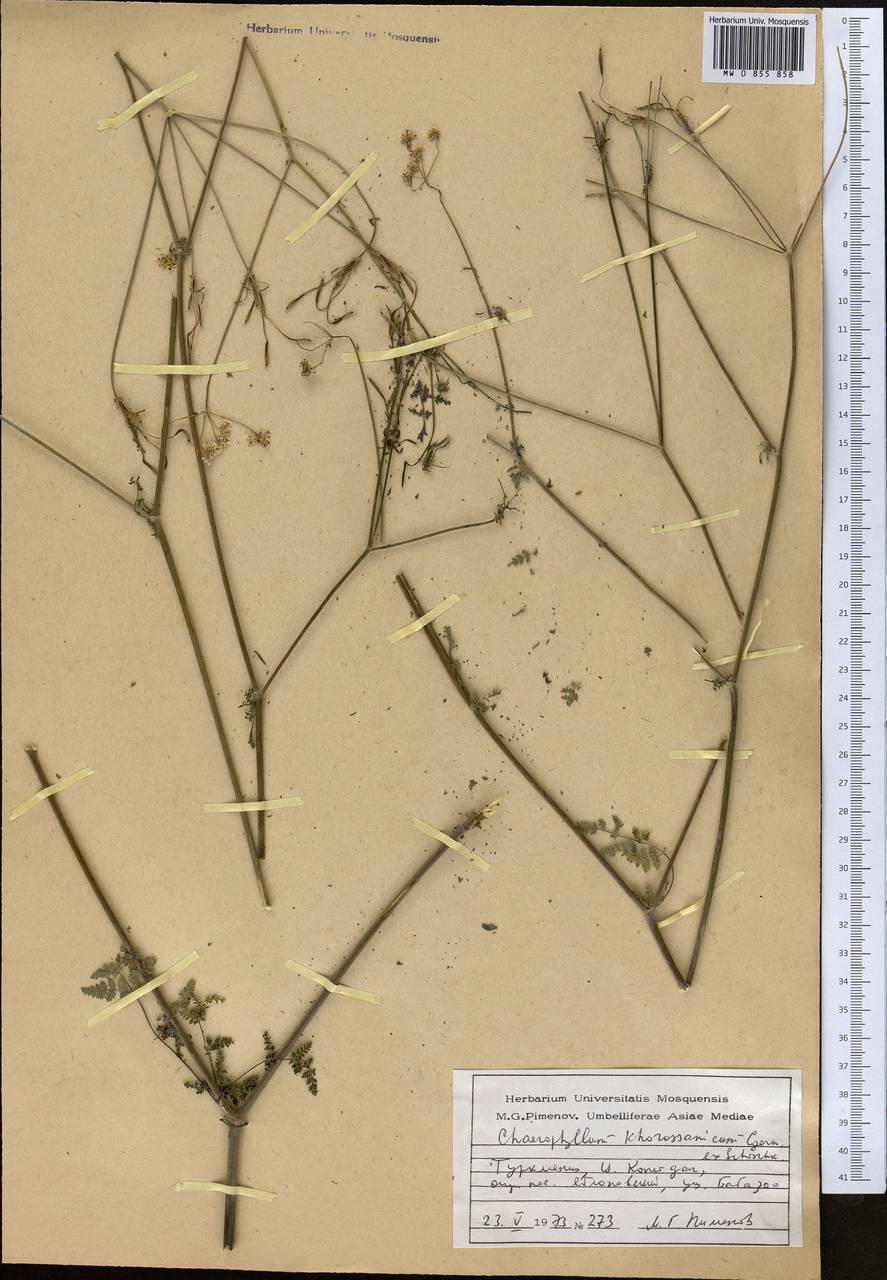Chaerophyllum khorassanicum Czern. ex Schischk., Middle Asia, Kopet Dag, Badkhyz, Small & Great Balkhan (M1) (Turkmenistan)