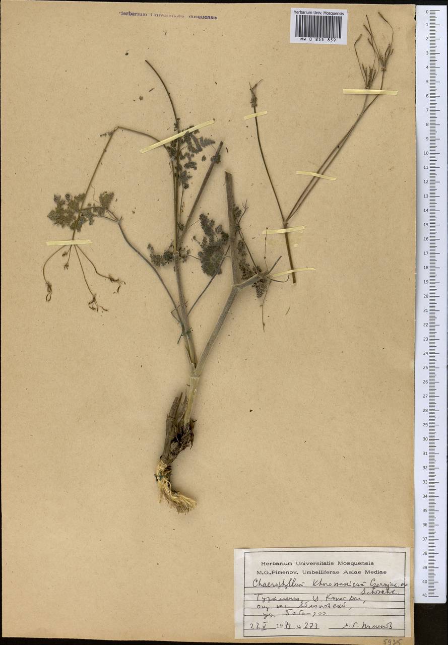 Chaerophyllum khorassanicum Czern. ex Schischk., Middle Asia, Kopet Dag, Badkhyz, Small & Great Balkhan (M1) (Turkmenistan)