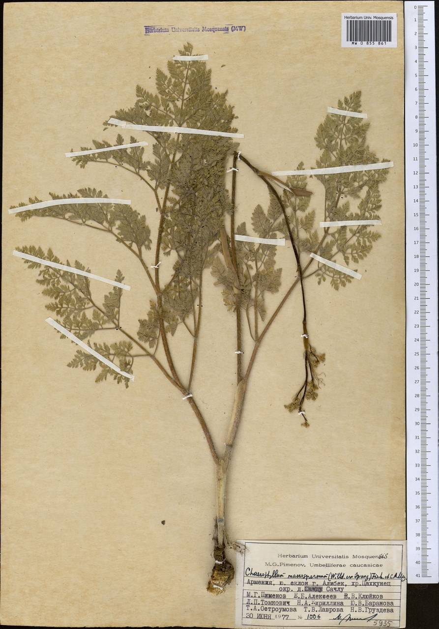 Chaerophyllum macrospermum (Willd. ex Spreng.) Fisch. & C.A.Mey., Caucasus, Armenia (K5) (Armenia)
