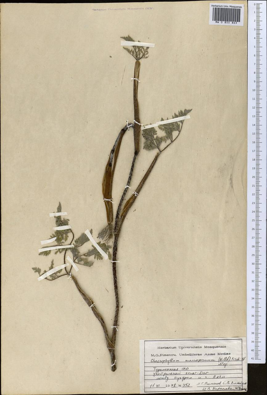 Chaerophyllum macrospermum (Willd. ex Spreng.) Fisch. & C.A.Mey., Middle Asia, Kopet Dag, Badkhyz, Small & Great Balkhan (M1) (Turkmenistan)
