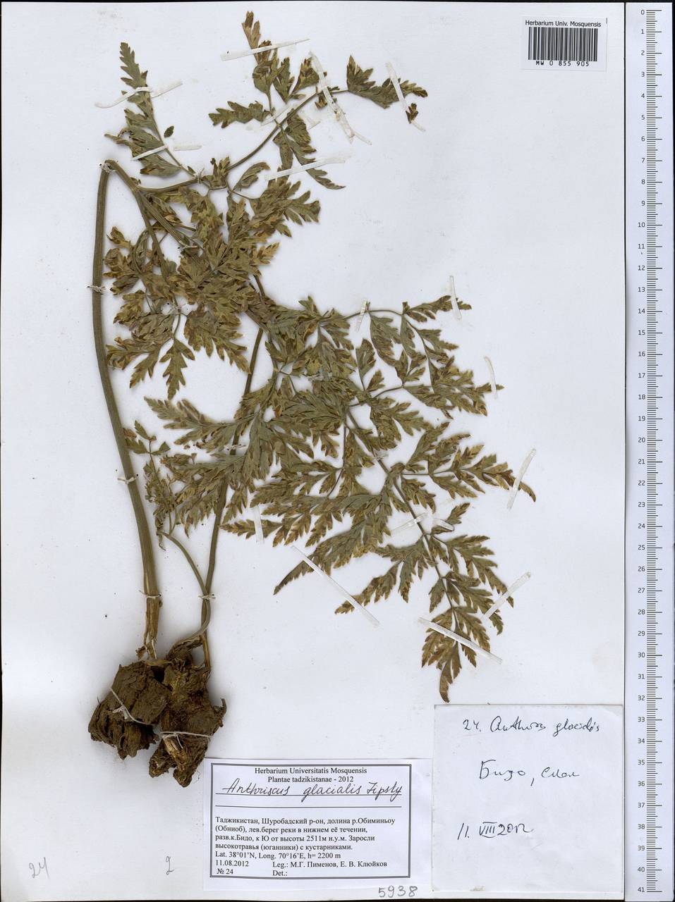 Anthriscus glacialis Lipsky, Middle Asia, Pamir & Pamiro-Alai (M2) (Tajikistan)