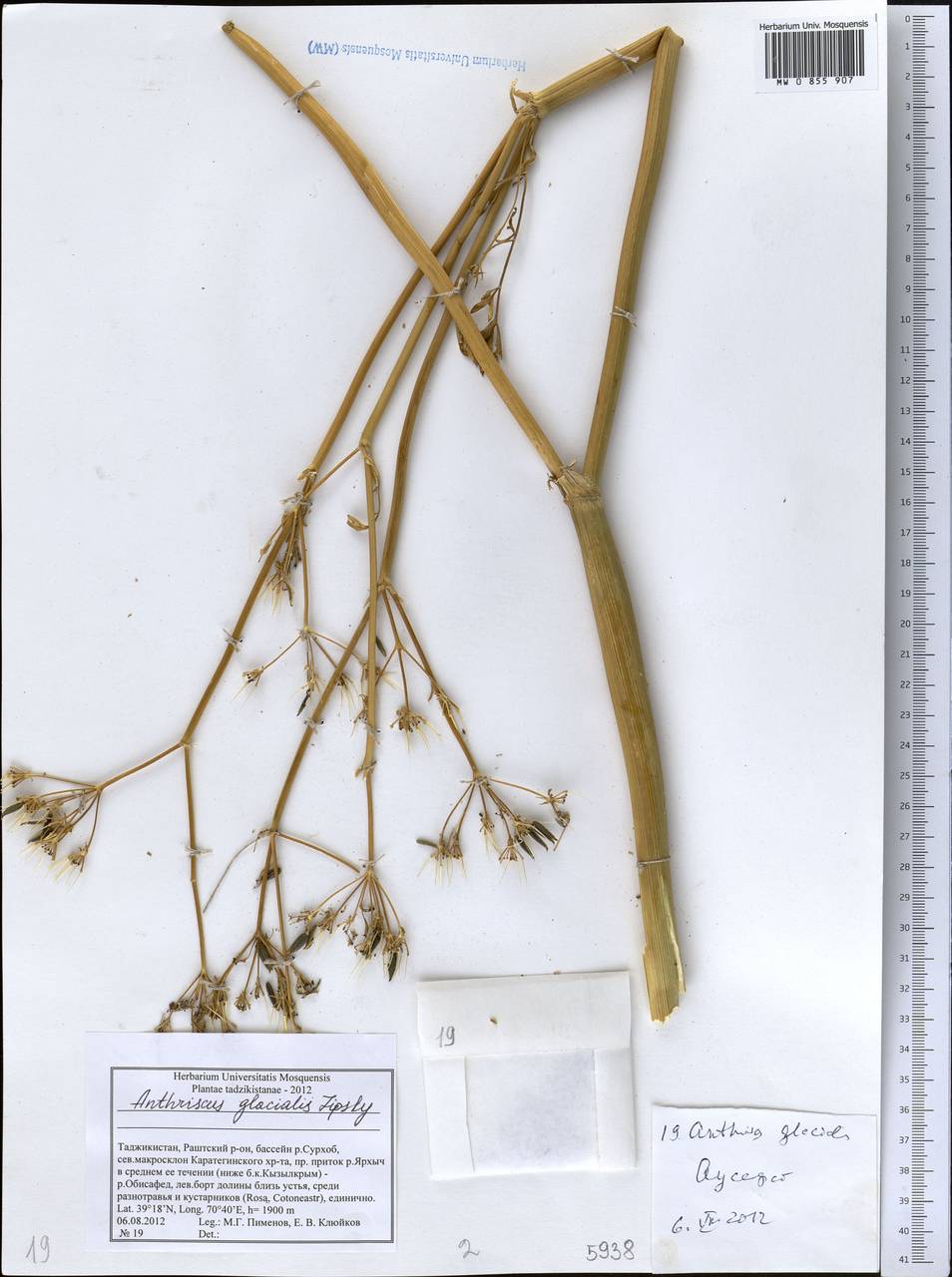 Anthriscus glacialis Lipsky, Middle Asia, Pamir & Pamiro-Alai (M2) (Tajikistan)