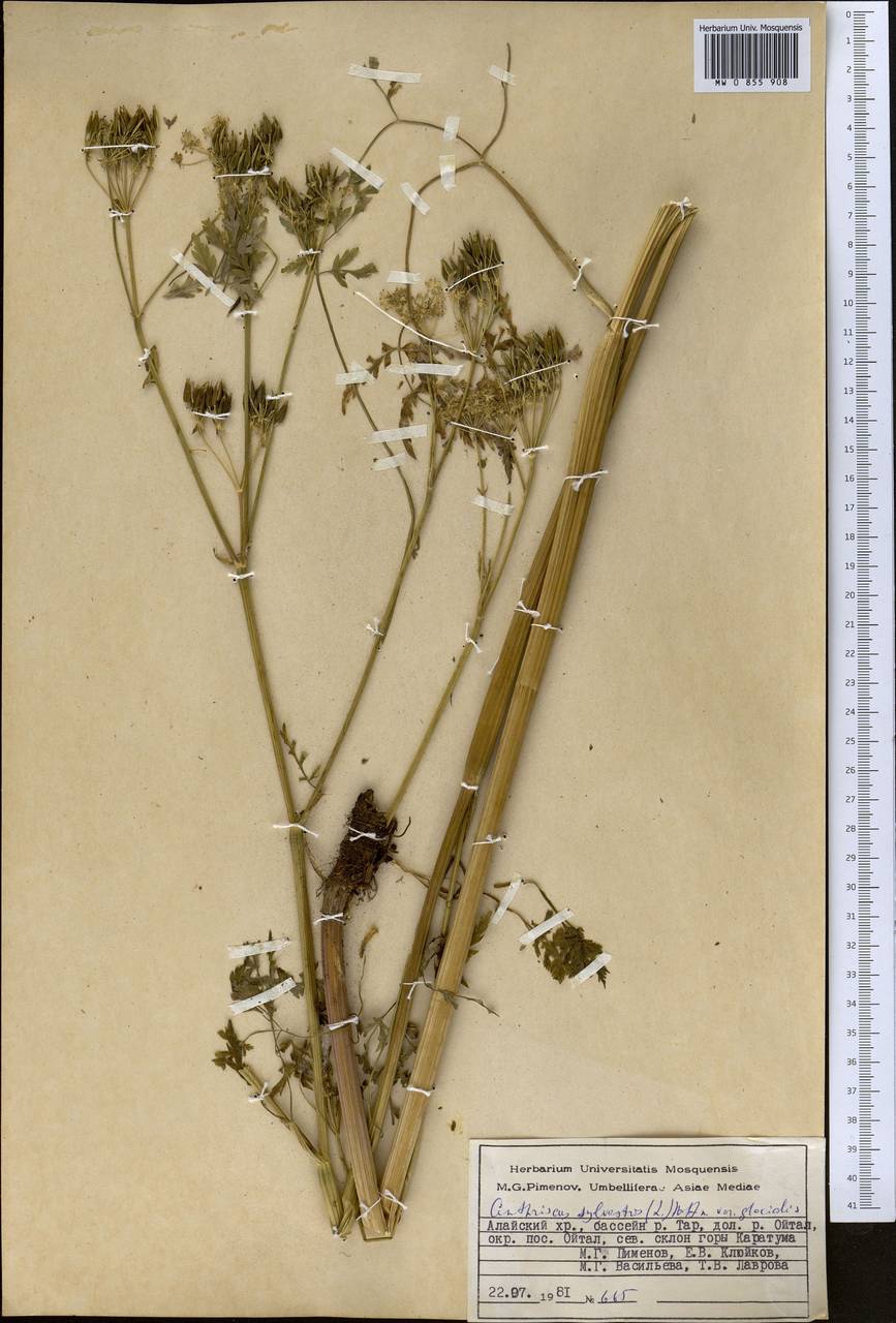 Anthriscus glacialis Lipsky, Middle Asia, Pamir & Pamiro-Alai (M2) (Kyrgyzstan)