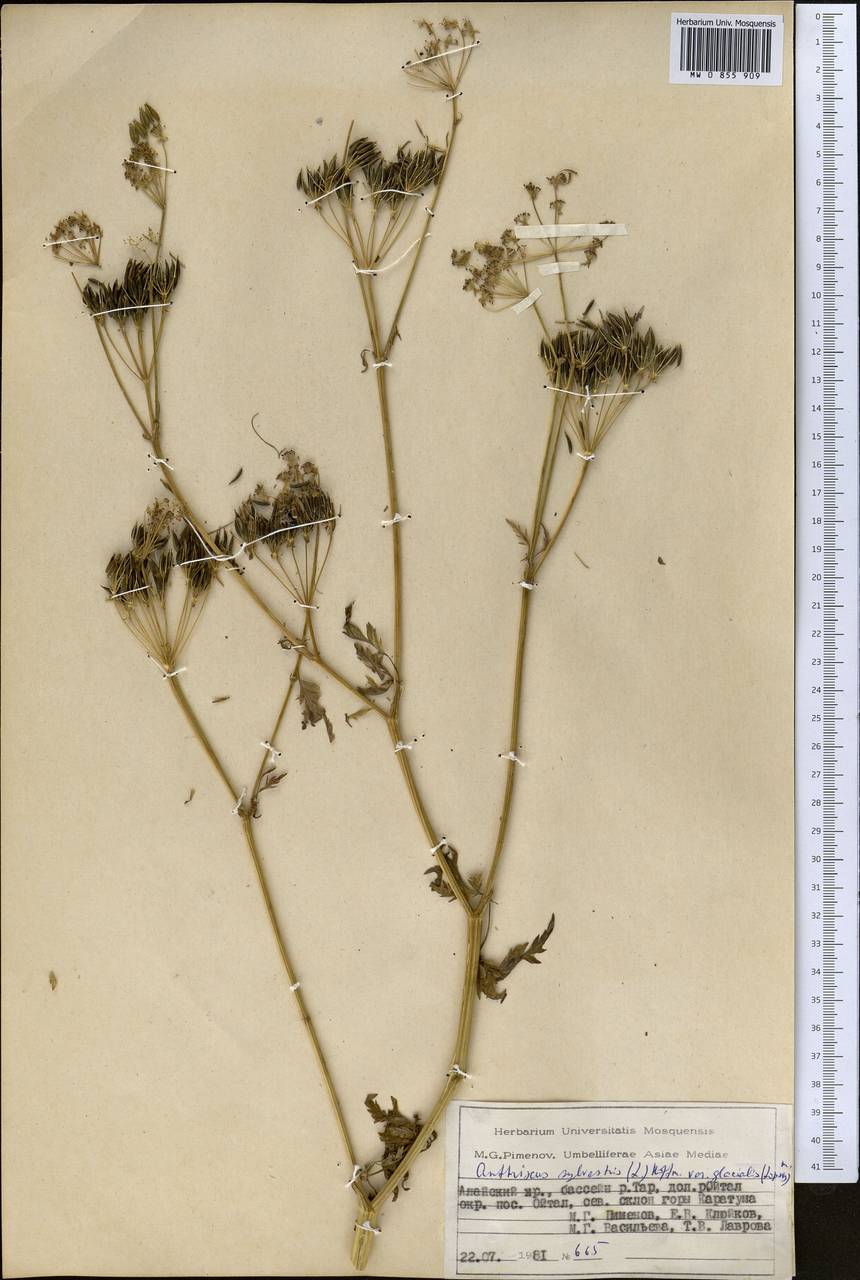 Anthriscus glacialis Lipsky, Middle Asia, Pamir & Pamiro-Alai (M2) (Kyrgyzstan)