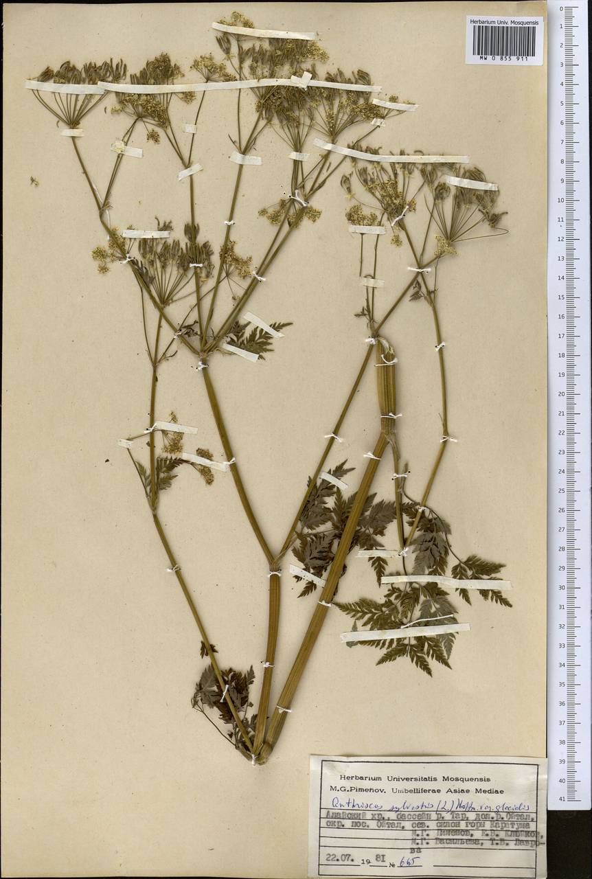 Anthriscus glacialis Lipsky, Middle Asia, Pamir & Pamiro-Alai (M2) (Kyrgyzstan)