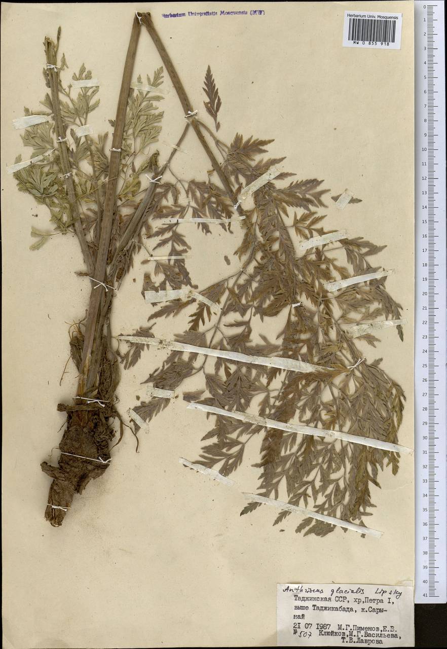 Anthriscus glacialis Lipsky, Middle Asia, Pamir & Pamiro-Alai (M2) (Tajikistan)