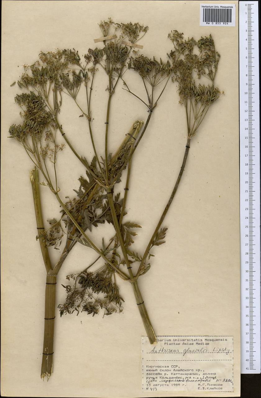 Anthriscus glacialis Lipsky, Middle Asia, Pamir & Pamiro-Alai (M2) (Kyrgyzstan)