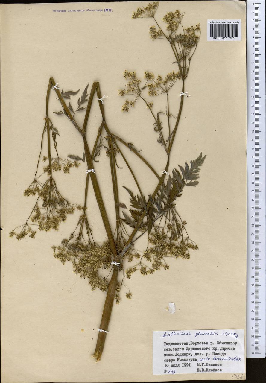 Anthriscus glacialis Lipsky, Middle Asia, Pamir & Pamiro-Alai (M2) (Tajikistan)