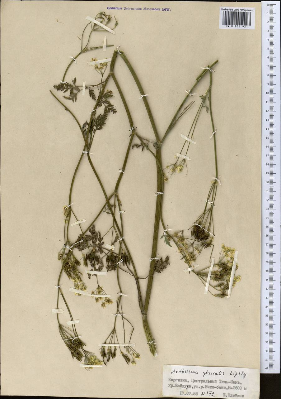 Anthriscus glacialis Lipsky, Middle Asia, Northern & Central Tian Shan (M4) (Kyrgyzstan)