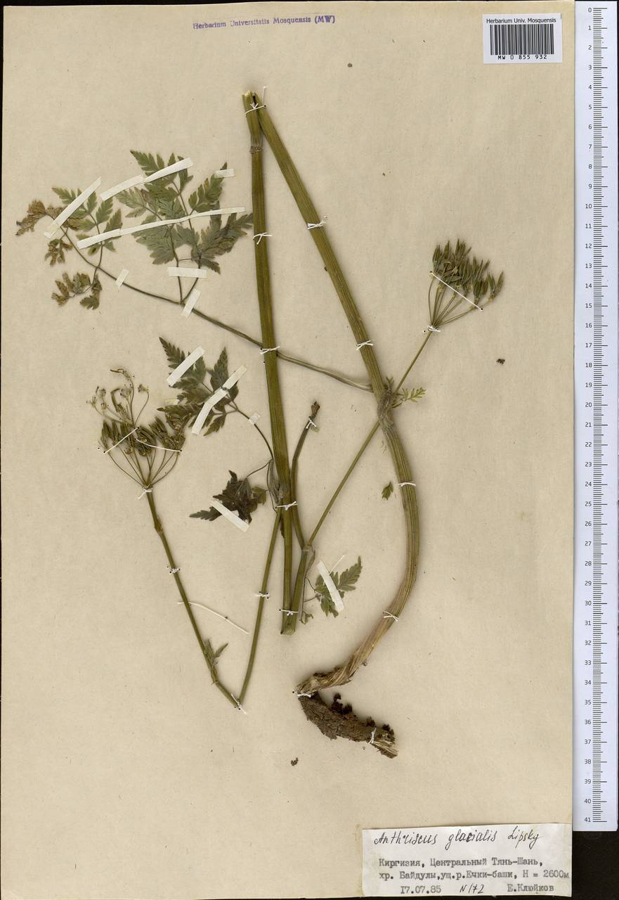 Anthriscus glacialis Lipsky, Middle Asia, Northern & Central Tian Shan (M4) (Kyrgyzstan)