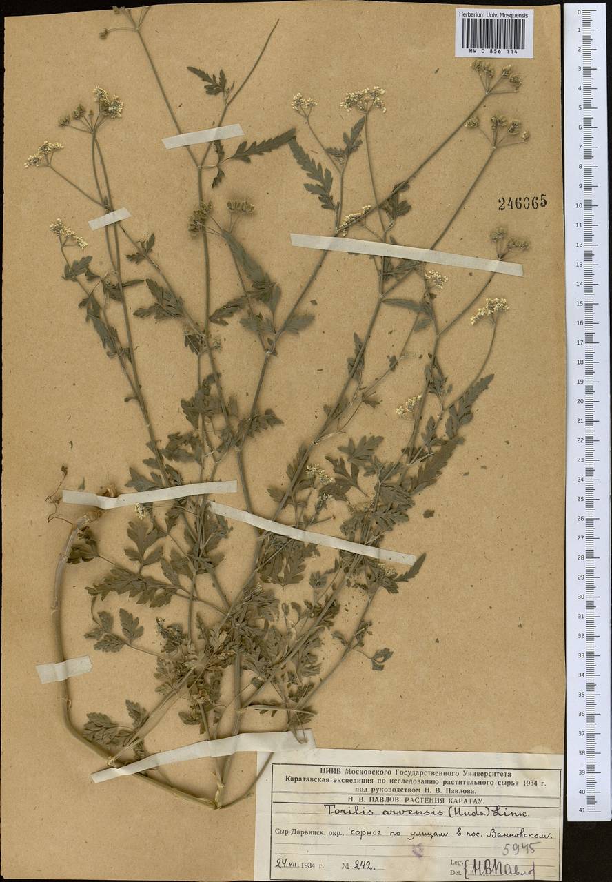 Torilis arvensis (Huds.) Link, Middle Asia, Western Tian Shan & Karatau (M3) (Kazakhstan)