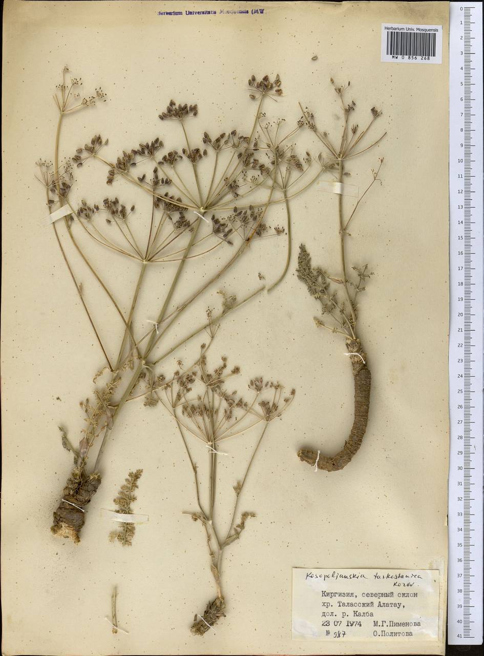 Schrenkia turkestanica (Korovin) Pimenov, Middle Asia, Western Tian Shan & Karatau (M3) (Kyrgyzstan)