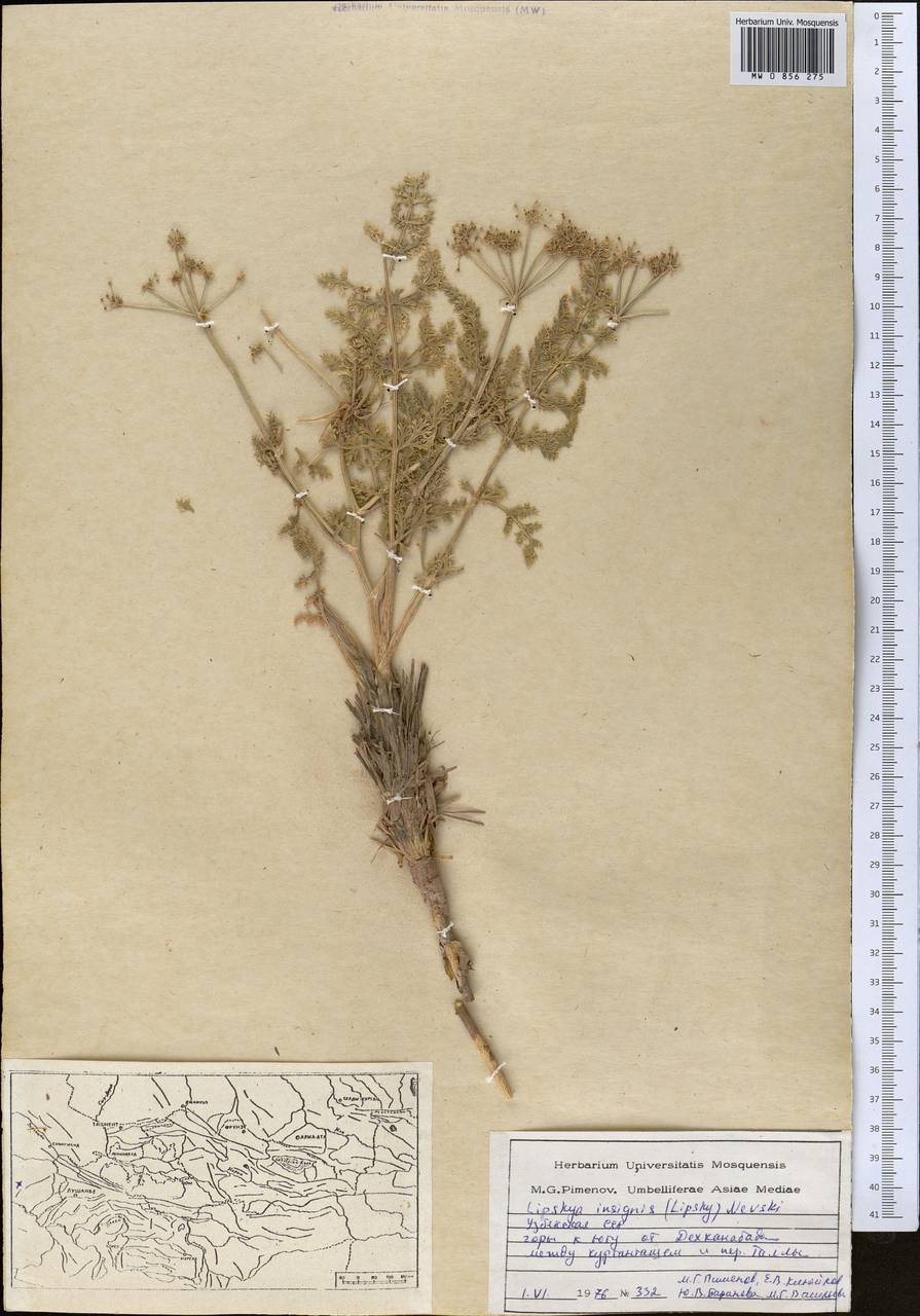 Lipskya insignis (Lipsky) Nevski, Middle Asia, Pamir & Pamiro-Alai (M2) (Uzbekistan)