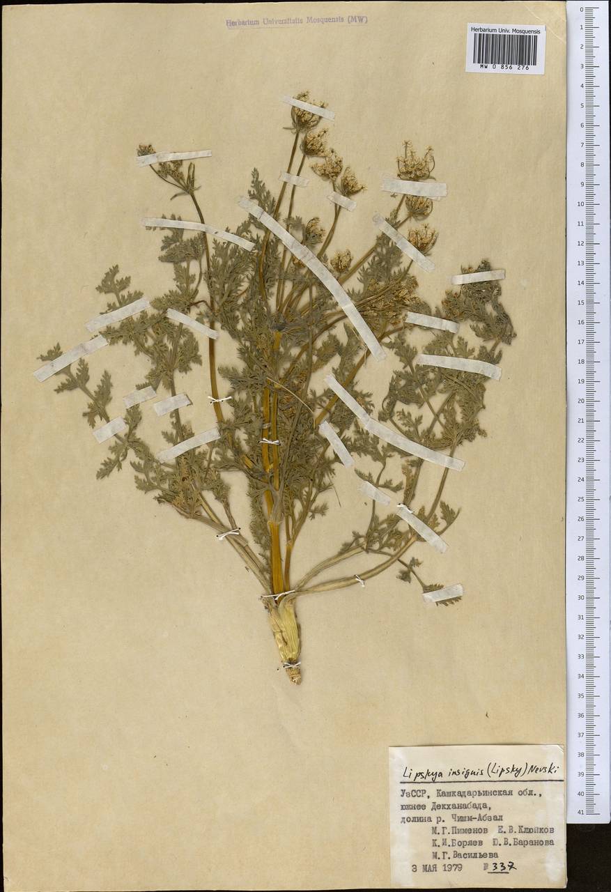 Lipskya insignis (Lipsky) Nevski, Middle Asia, Pamir & Pamiro-Alai (M2) (Uzbekistan)