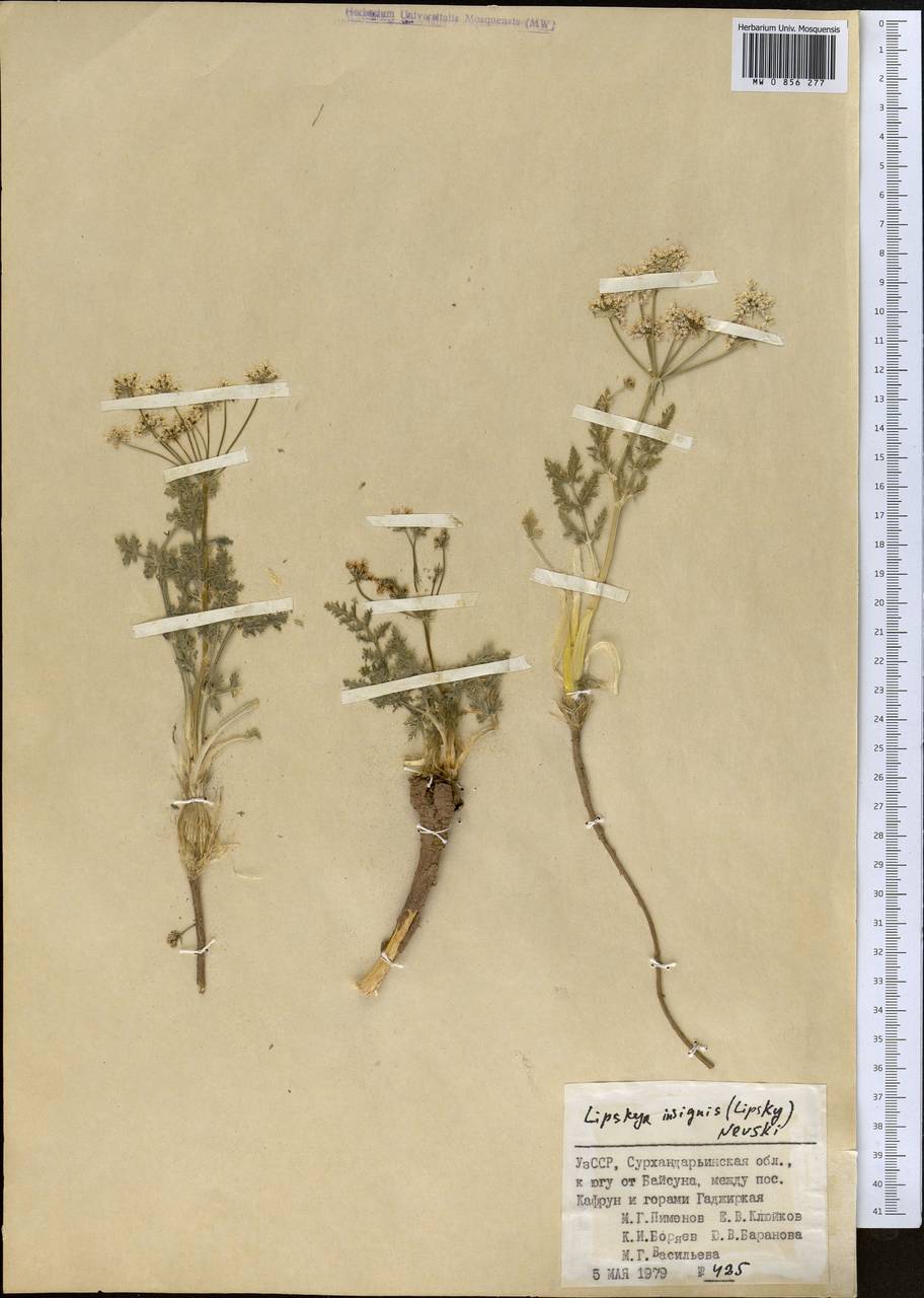 Lipskya insignis (Lipsky) Nevski, Middle Asia, Pamir & Pamiro-Alai (M2) (Uzbekistan)