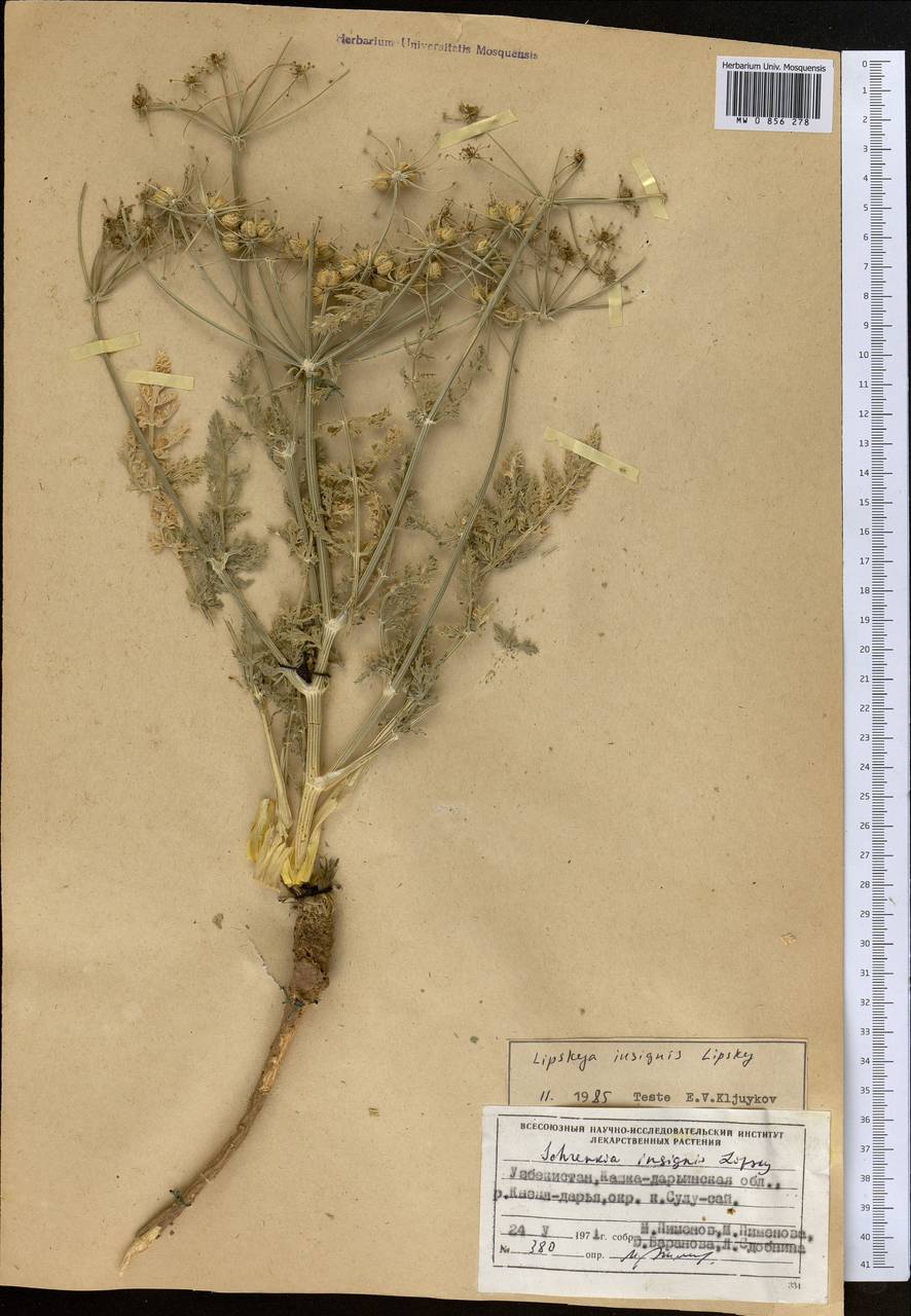 Lipskya insignis (Lipsky) Nevski, Middle Asia, Pamir & Pamiro-Alai (M2) (Uzbekistan)