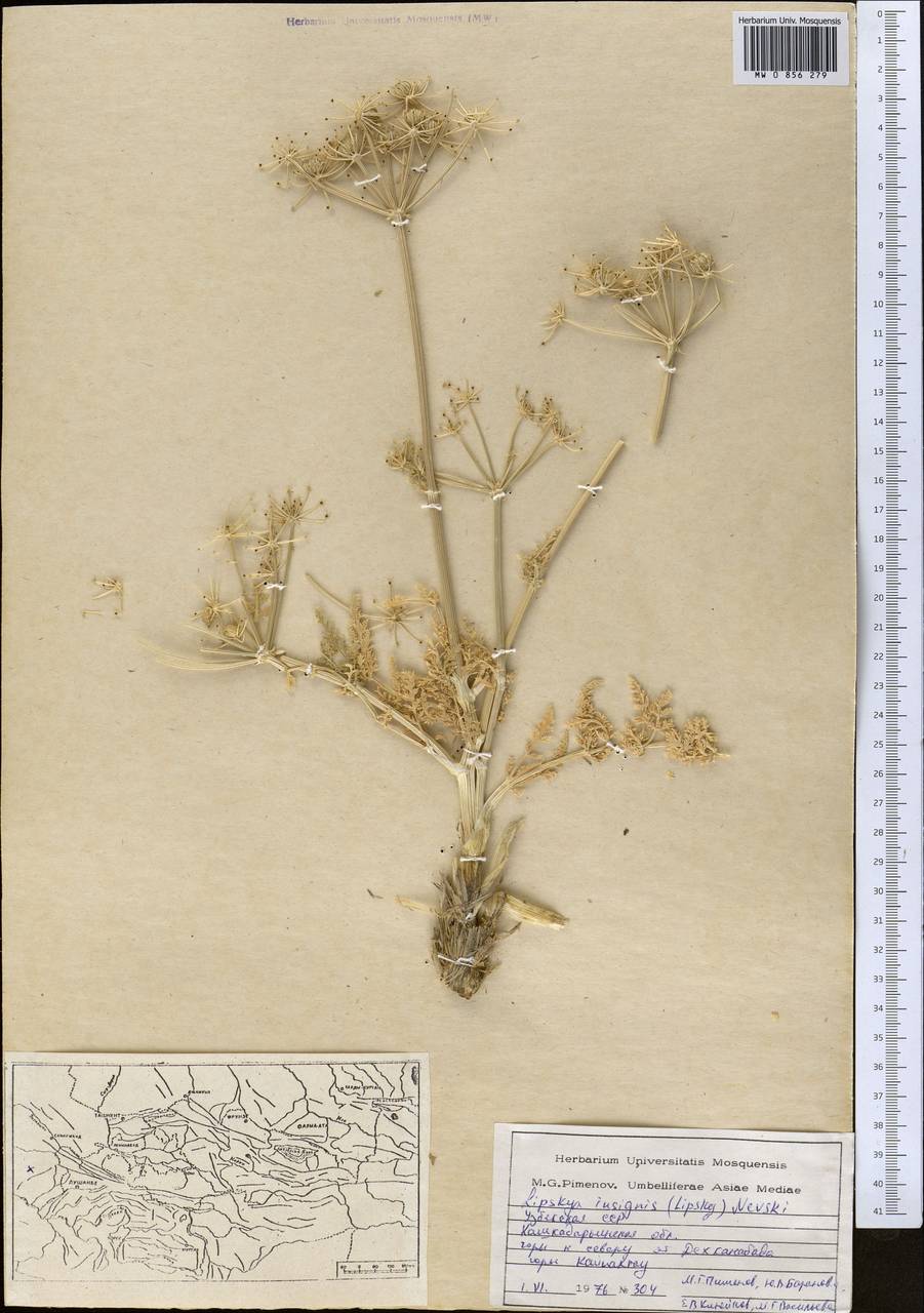 Lipskya insignis (Lipsky) Nevski, Middle Asia, Pamir & Pamiro-Alai (M2) (Uzbekistan)