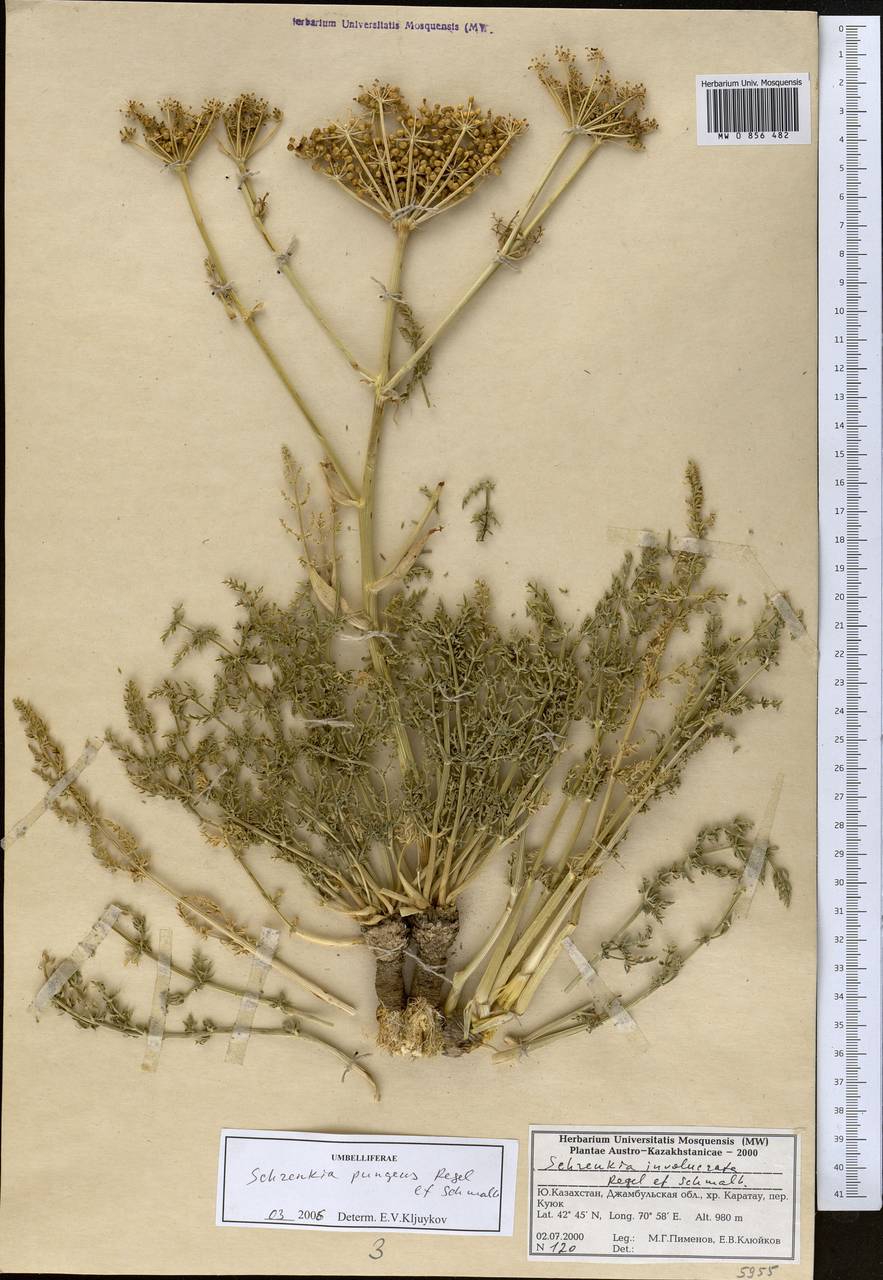 Schrenkia pungens Regel & Schmalh., Middle Asia, Western Tian Shan & Karatau (M3) (Kazakhstan)