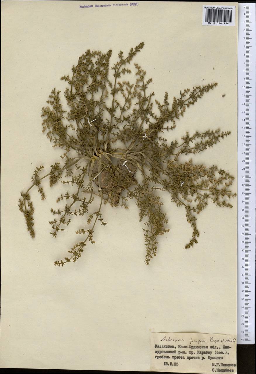 Schrenkia pungens Regel & Schmalh., Middle Asia, Western Tian Shan & Karatau (M3) (Kazakhstan)