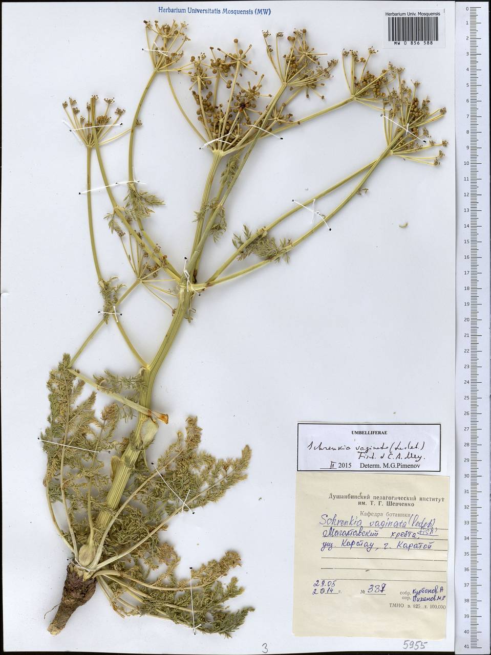 Schrenkia vaginata (Ledeb.) Fisch. & C. A. Mey., Middle Asia, Western Tian Shan & Karatau (M3) (Tajikistan)