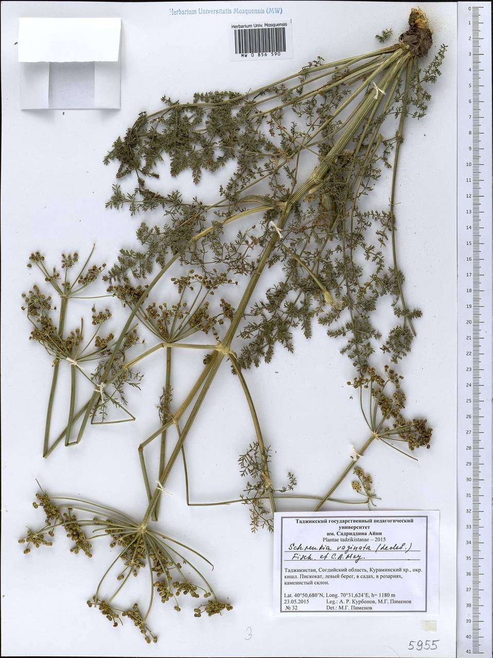 Schrenkia vaginata (Ledeb.) Fisch. & C. A. Mey., Middle Asia, Western Tian Shan & Karatau (M3) (Tajikistan)