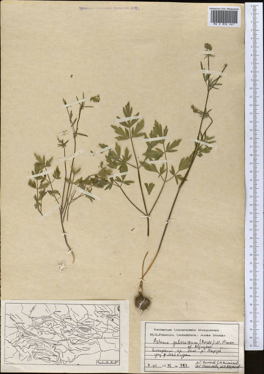 Astomaea galiocarpa (Korov.) M. G. Pimenov & E. V. Kljuykov, Middle Asia, Pamir & Pamiro-Alai (M2) (Tajikistan)