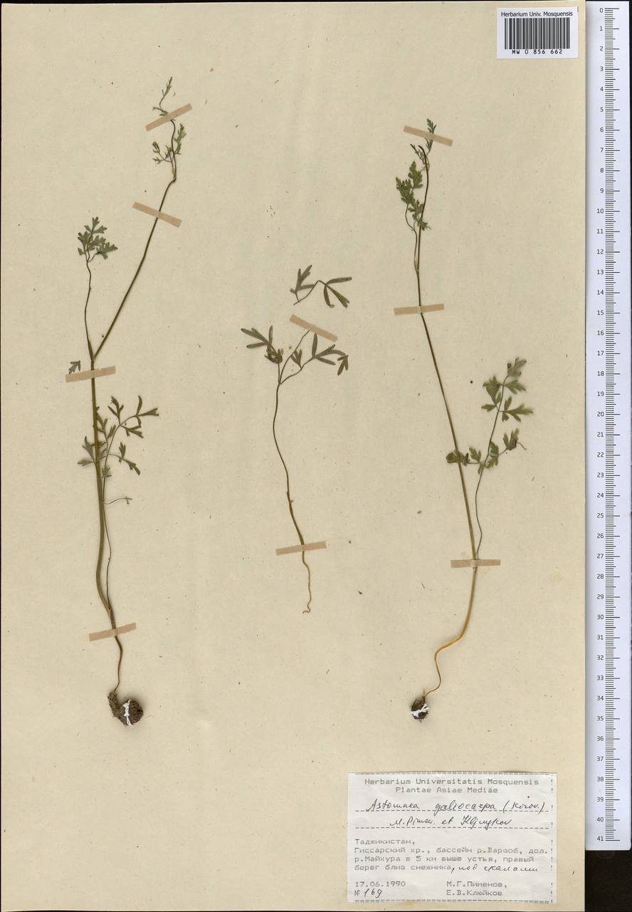 Astomaea galiocarpa (Korov.) M. G. Pimenov & E. V. Kljuykov, Middle Asia, Pamir & Pamiro-Alai (M2) (Tajikistan)