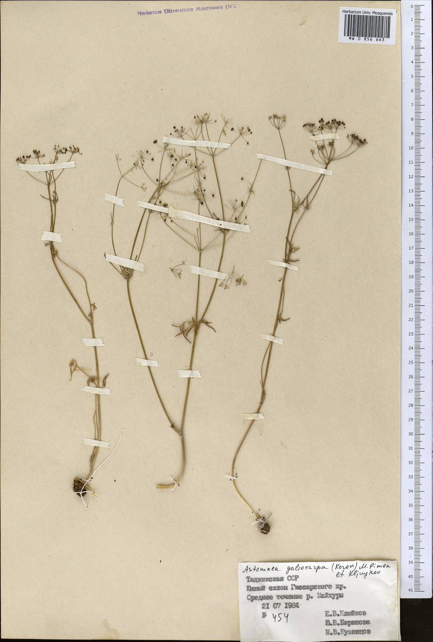 Astomaea galiocarpa (Korov.) M. G. Pimenov & E. V. Kljuykov, Middle Asia, Pamir & Pamiro-Alai (M2) (Tajikistan)