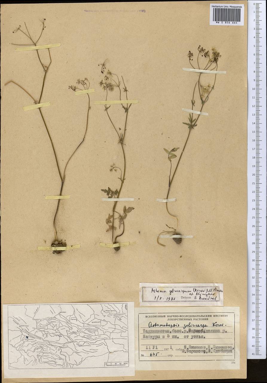 Astomaea galiocarpa (Korov.) M. G. Pimenov & E. V. Kljuykov, Middle Asia, Pamir & Pamiro-Alai (M2) (Tajikistan)